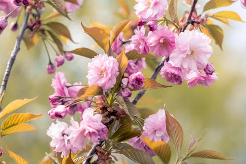 Close-up of Prunus Serrulata