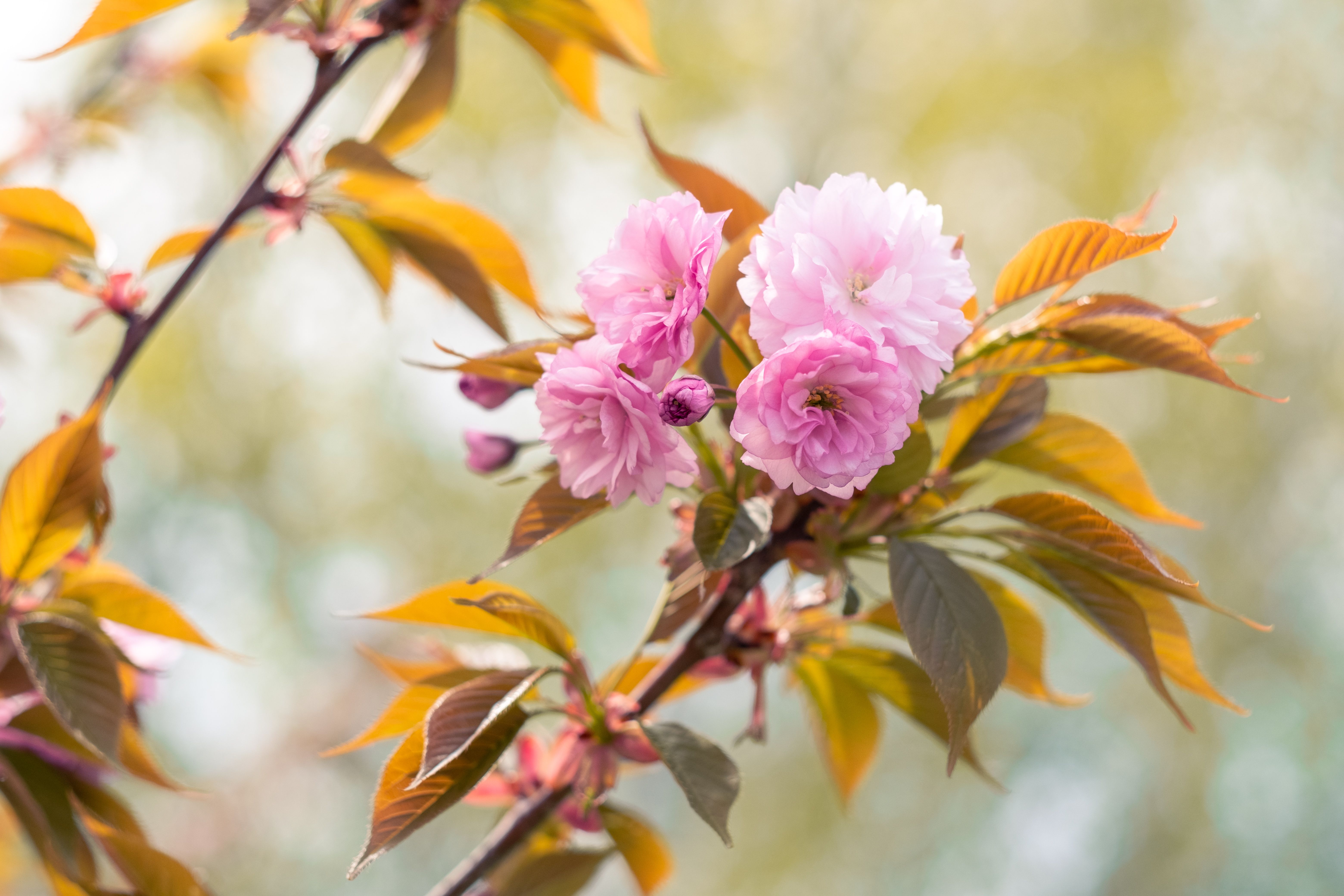 Pink Flowers of a Tree in Close-up Photography · Free Stock Photo