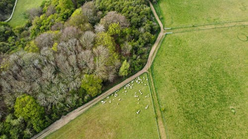 Drone Shot of Animals on a Grass Field