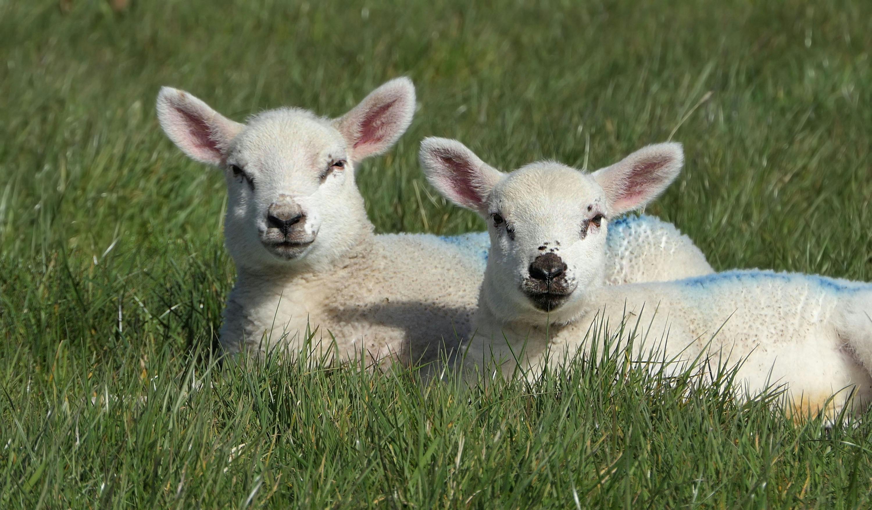Two cute lambs lying on lush grass in a sunny outdoor setting, enjoying a peaceful day.