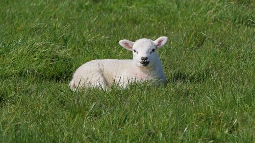 Free Cute white lamb lying peacefully in lush green grass during a sunny day. Stock Photo