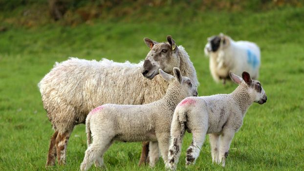 White Sheep on Green Grass Field