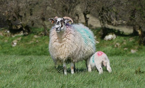 Foto profissional grátis de acasalar, agricultura, animal