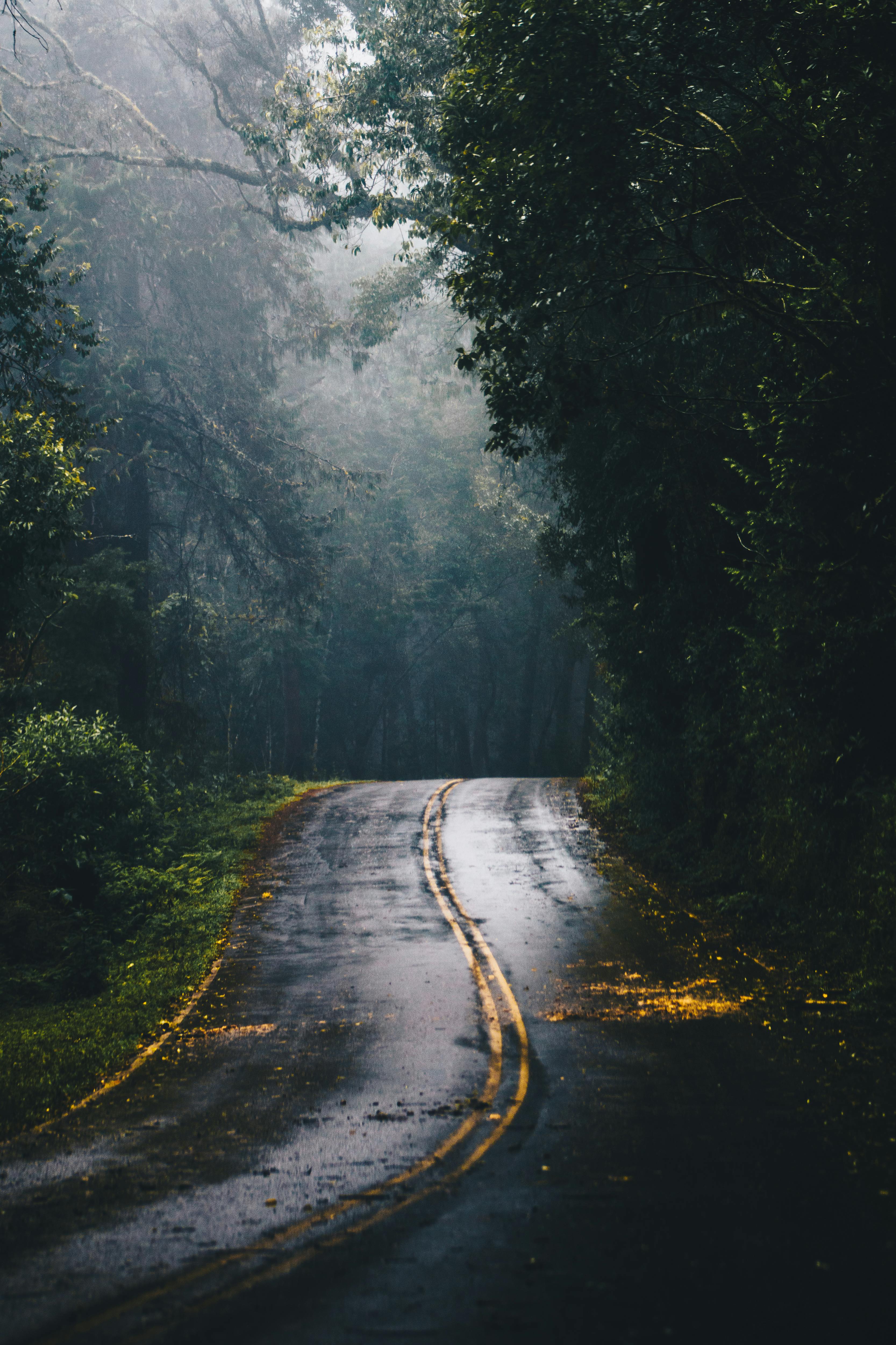 dark forest road wallpaper