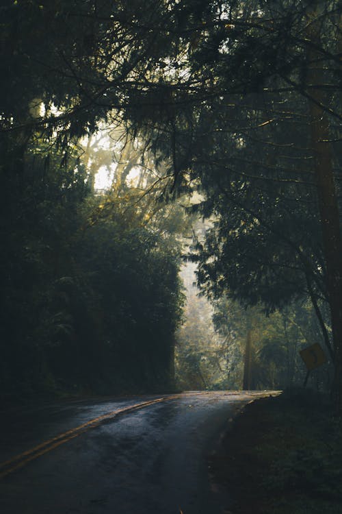 Gray Concrete Road With Curve Left Signage Under on Green Leaf Tree