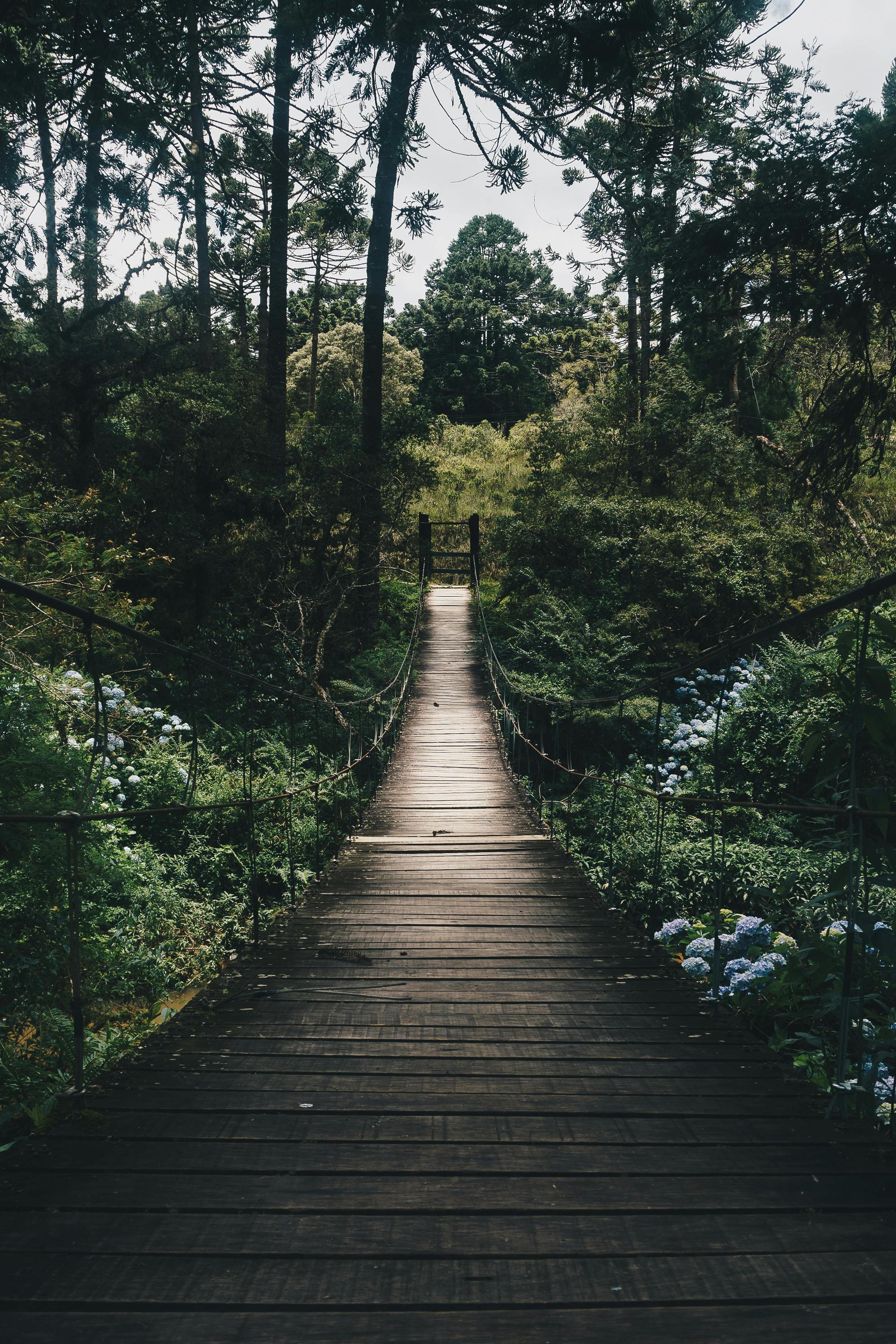 1000 Green Forest Pictures  Download Free Images on Unsplash