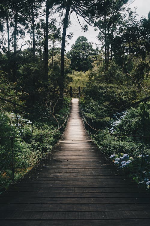 Ücretsiz Yeşil Orman Ağaçlarıyla çevrili Siyah Asma Köprü Stok Fotoğraflar