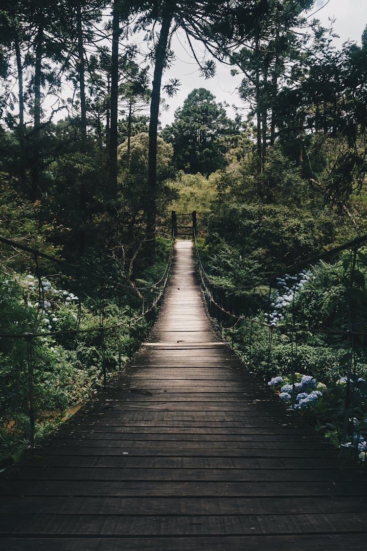 Black Hanging Bridge Surrounded By Green Forest Trees