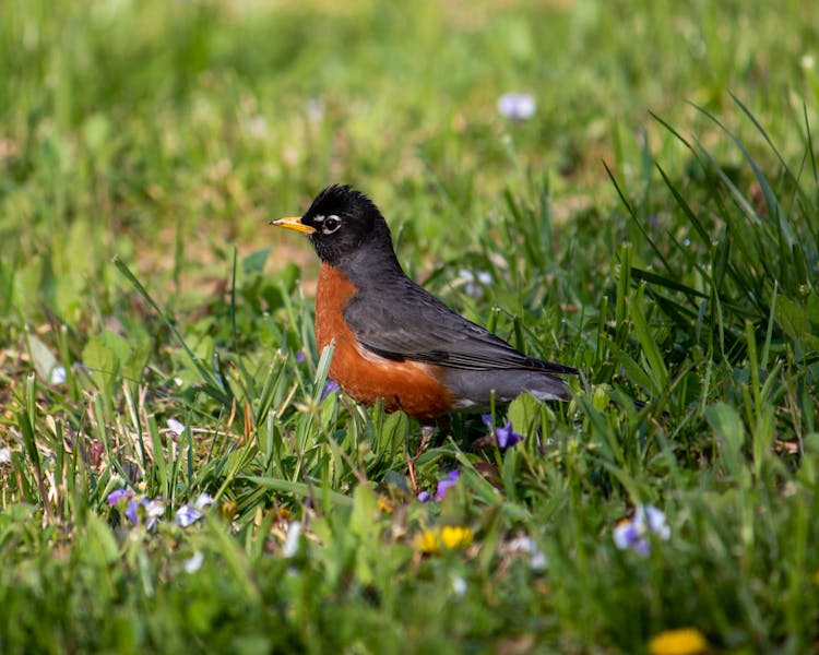 Brown And Black American Robin Bird