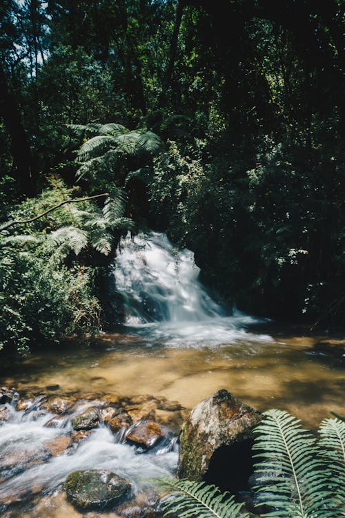 Ruisseau D'eau Entouré De Plantes