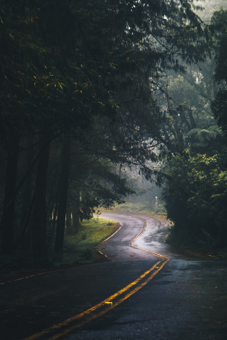 landscape photography of road and forest