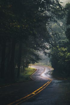 雨后，一条宁静弯曲的森林道路蜿蜒穿过郁郁葱葱的绿叶和高大的树木