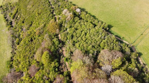 An Aerial Photography of Green Trees Near the Field