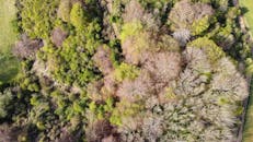 Aerial Photography of Trees