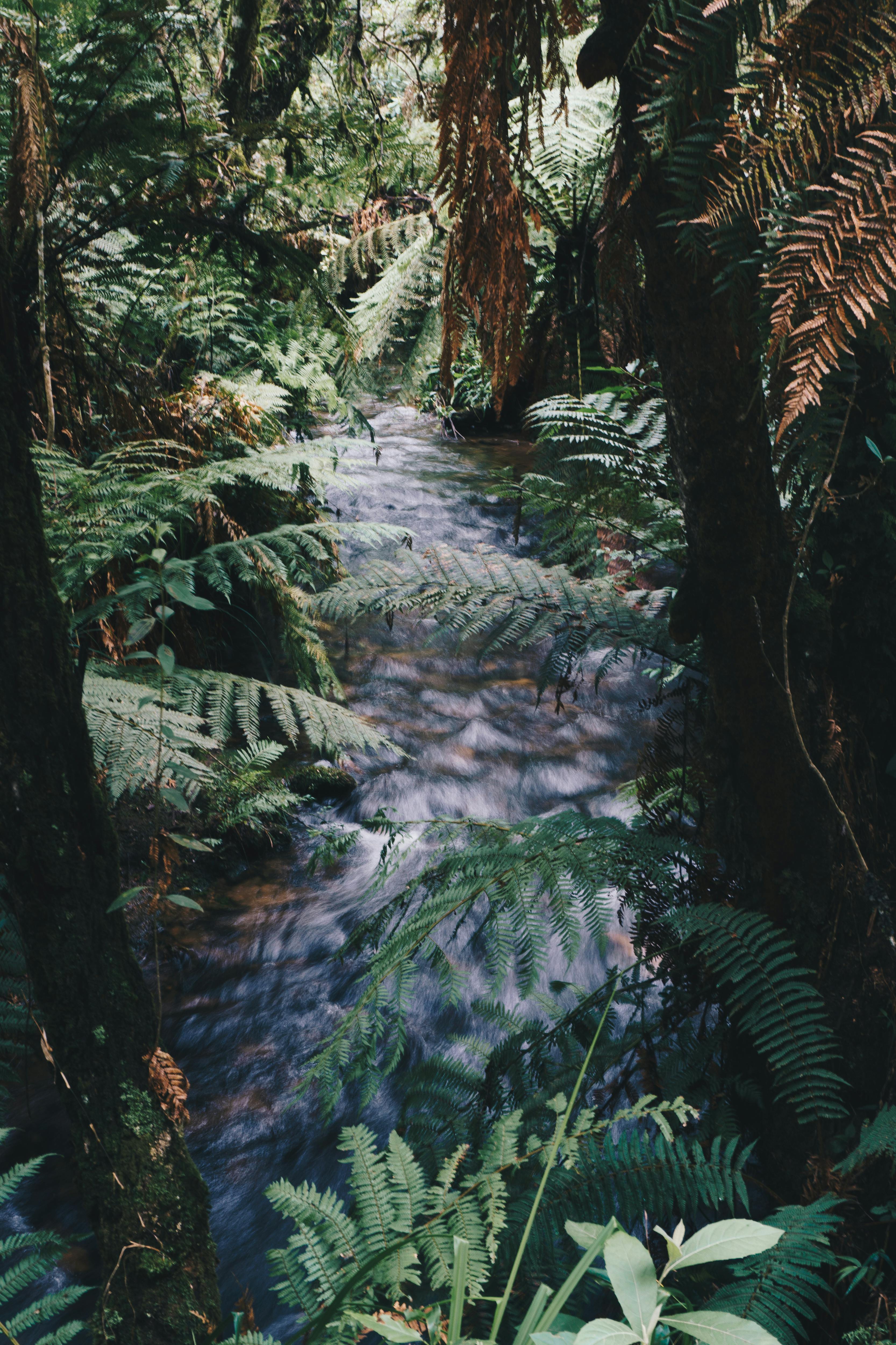 photography of river near fern plants