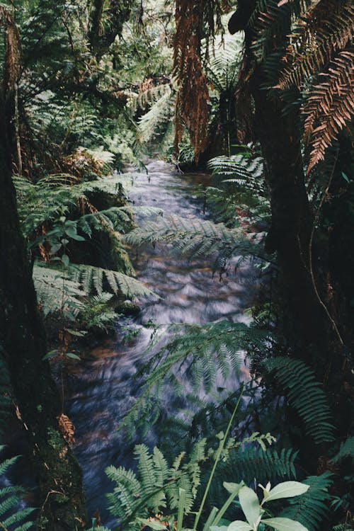 Photography of River Near Fern Plants