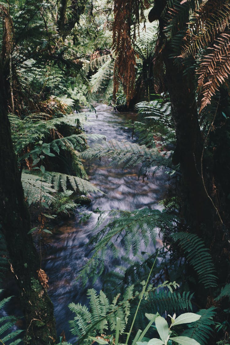 Photography Of River Near Fern Plants