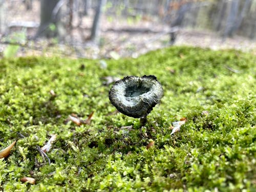 Foto profissional grátis de cogumelo, cogumelo selvagem, ecológico