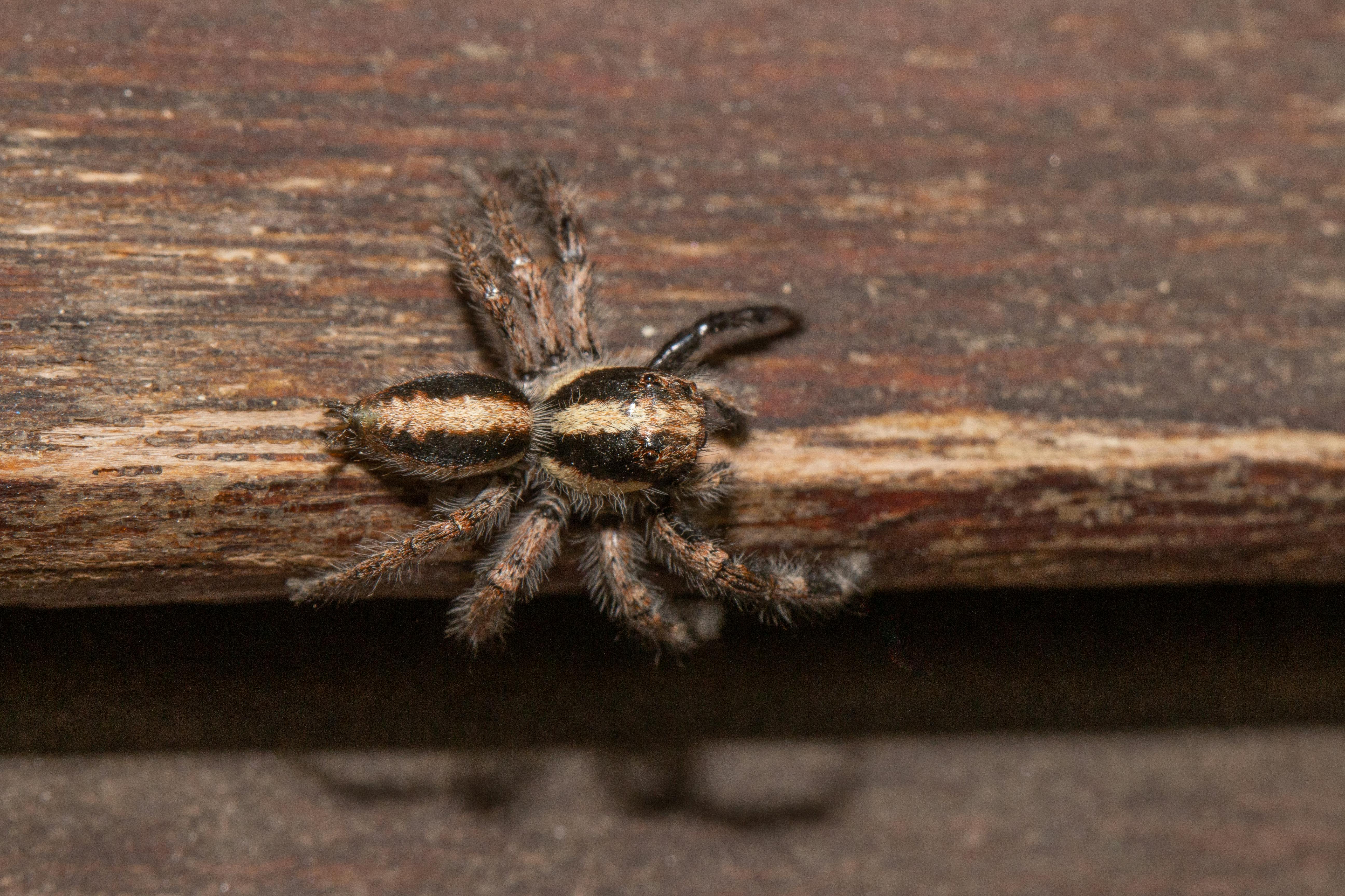 a hairy tarantula spider on a wooden surface