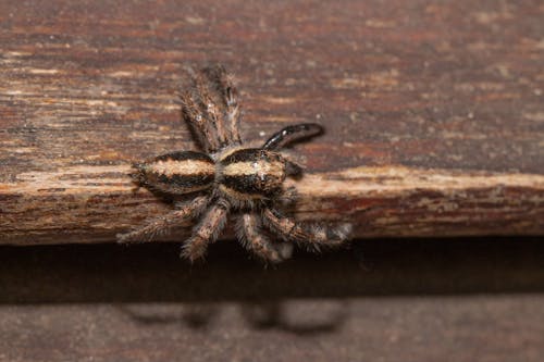 Δωρεάν στοκ φωτογραφιών με αράχνη, γκρο πλαν, ζώο Φωτογραφία από στοκ φωτογραφιών