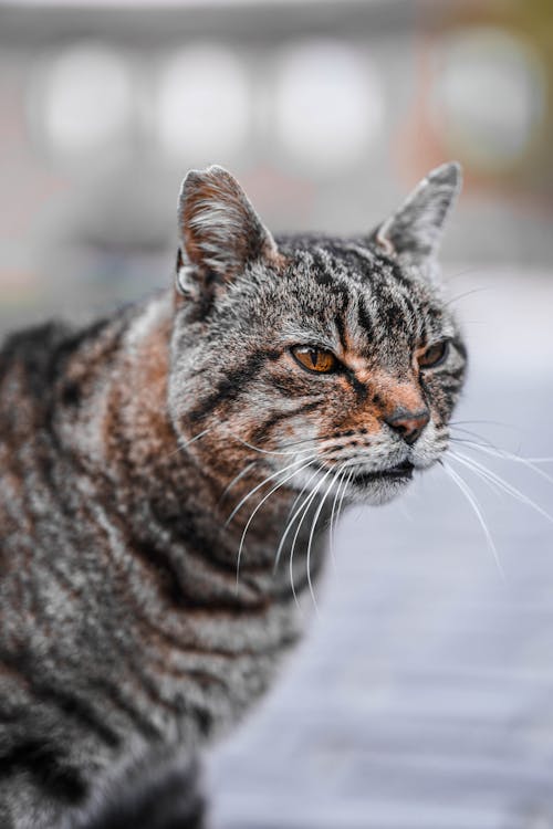 Close-up Photo of a Cat with Brown Eyes