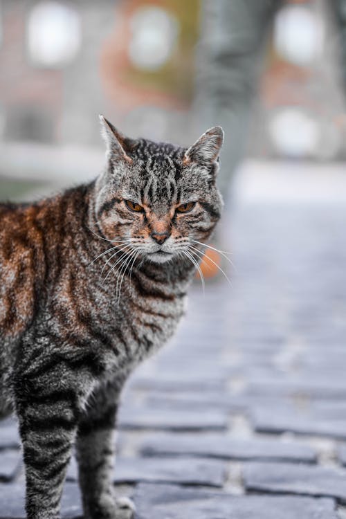 A Cute Tabby Cat on the Street