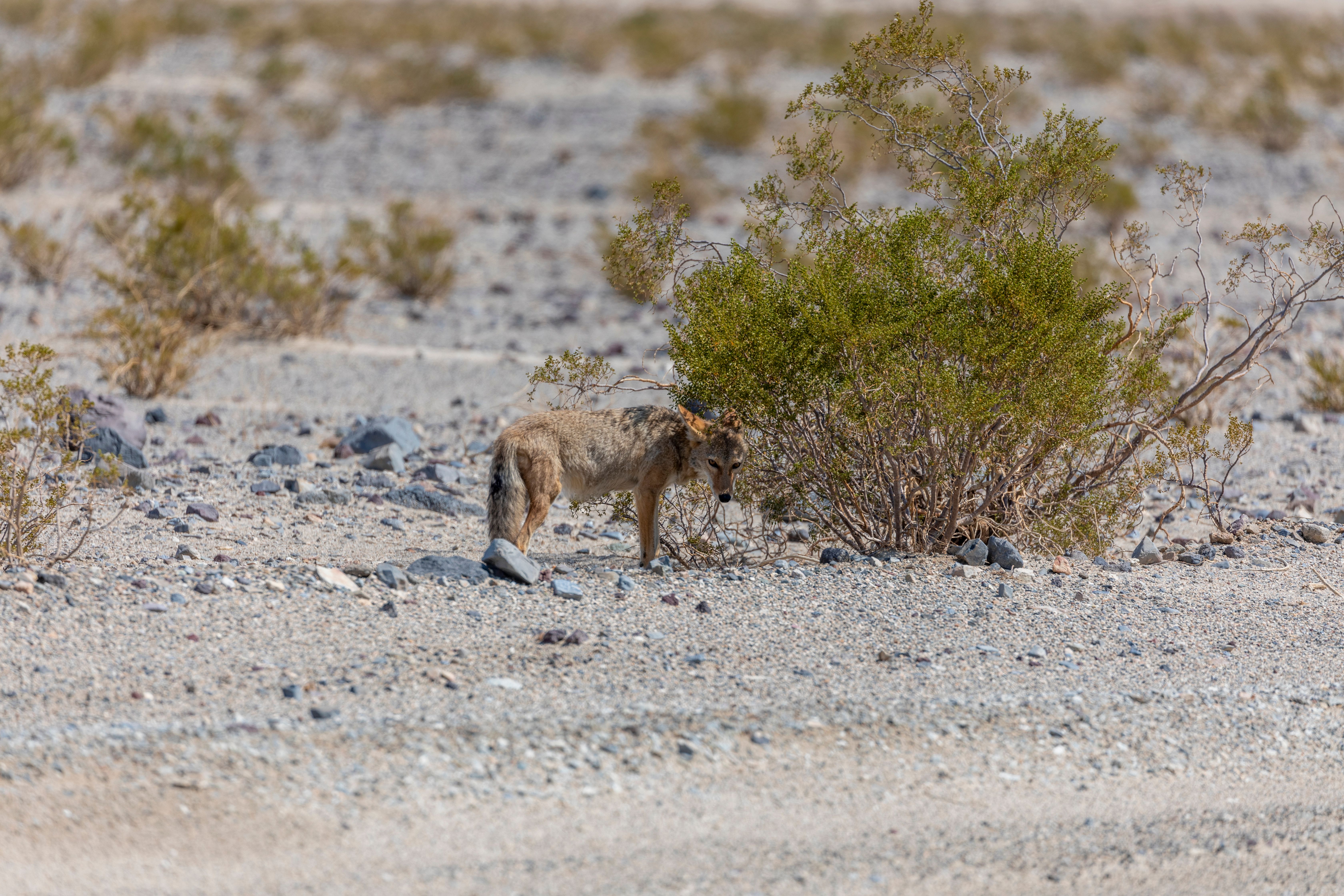 coyote removal Fullerton