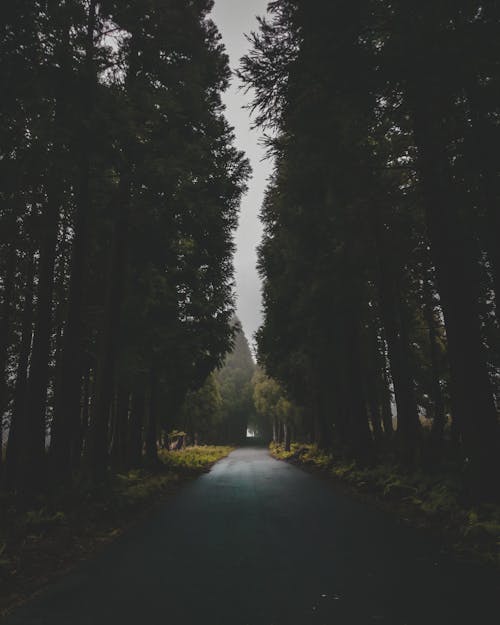Безкоштовне стокове фото на тему «асфальтована дорога, дерева, ліс»