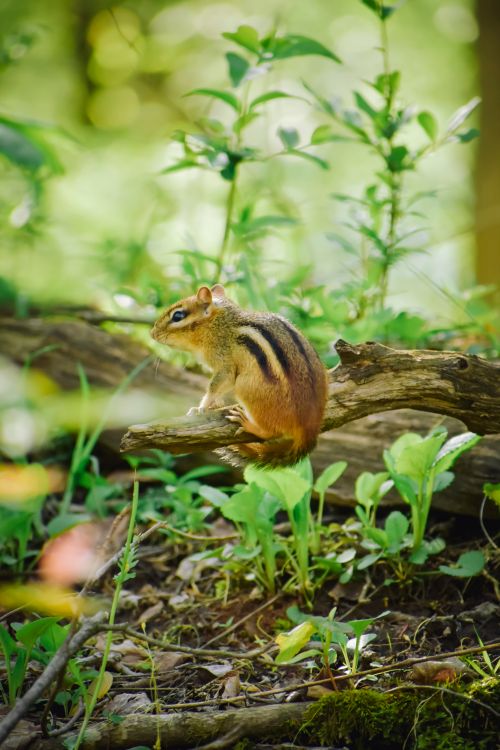 Free Cute chipmunk perched on a log in a lush forest setting. Stock Photo