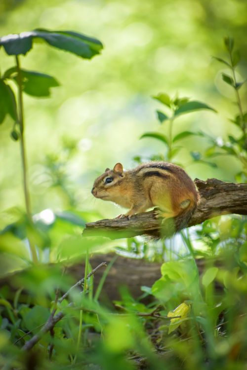 Free A cute chipmunk perched on a tree branch amidst lush green foliage in a sunlit forest. Stock Photo