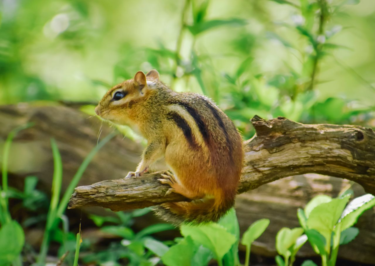 close up photo of a cute chipmunk sitting on a tree branch surrounded