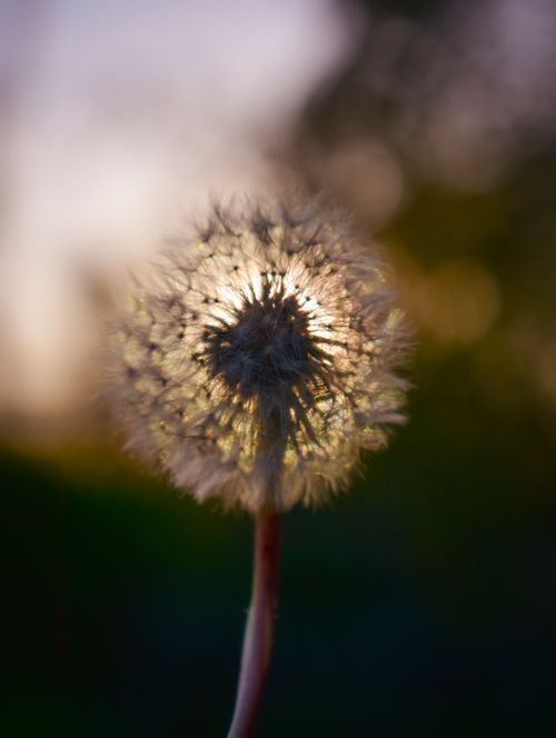 Free Delicate dandelion with blurred background, captured in soft evening light. Stock Photo