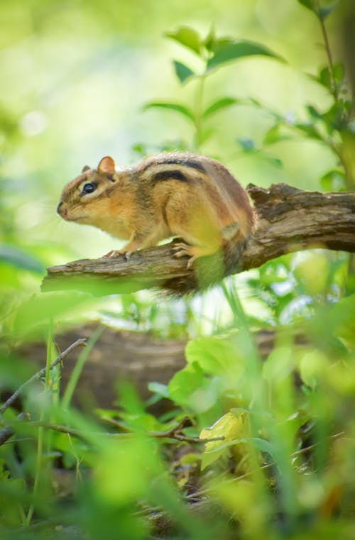 Free A Brown Chipmunk on Tree Branch Stock Photo