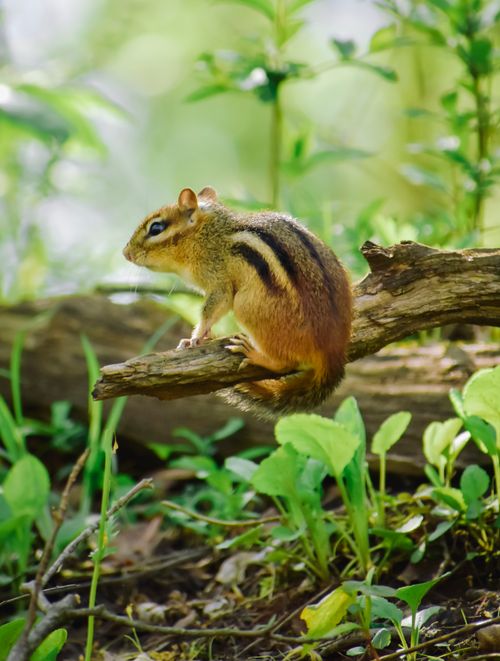 Free A cute chipmunk sitting on a tree branch surrounded by green foliage in a forest setting. Stock Photo
