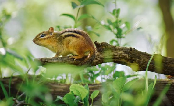 A chipmunk sits alert on a tree branch surrounded by lush greenery. Perfect for nature enthusiasts.