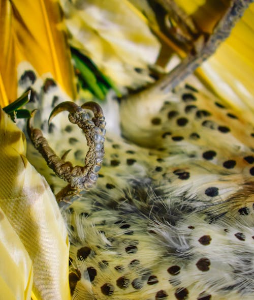 Close-up Photo of a Bird's Foot