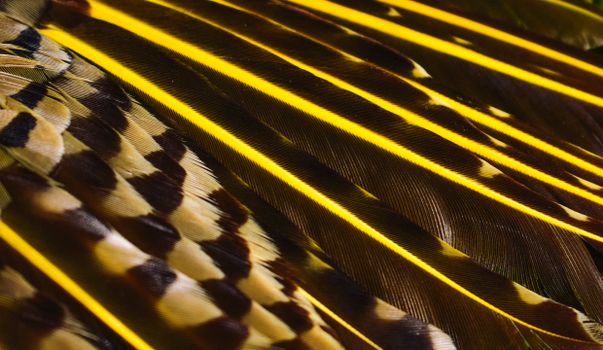 Detailed close-up of vibrant bird feathers displaying stunning patterns and colors.