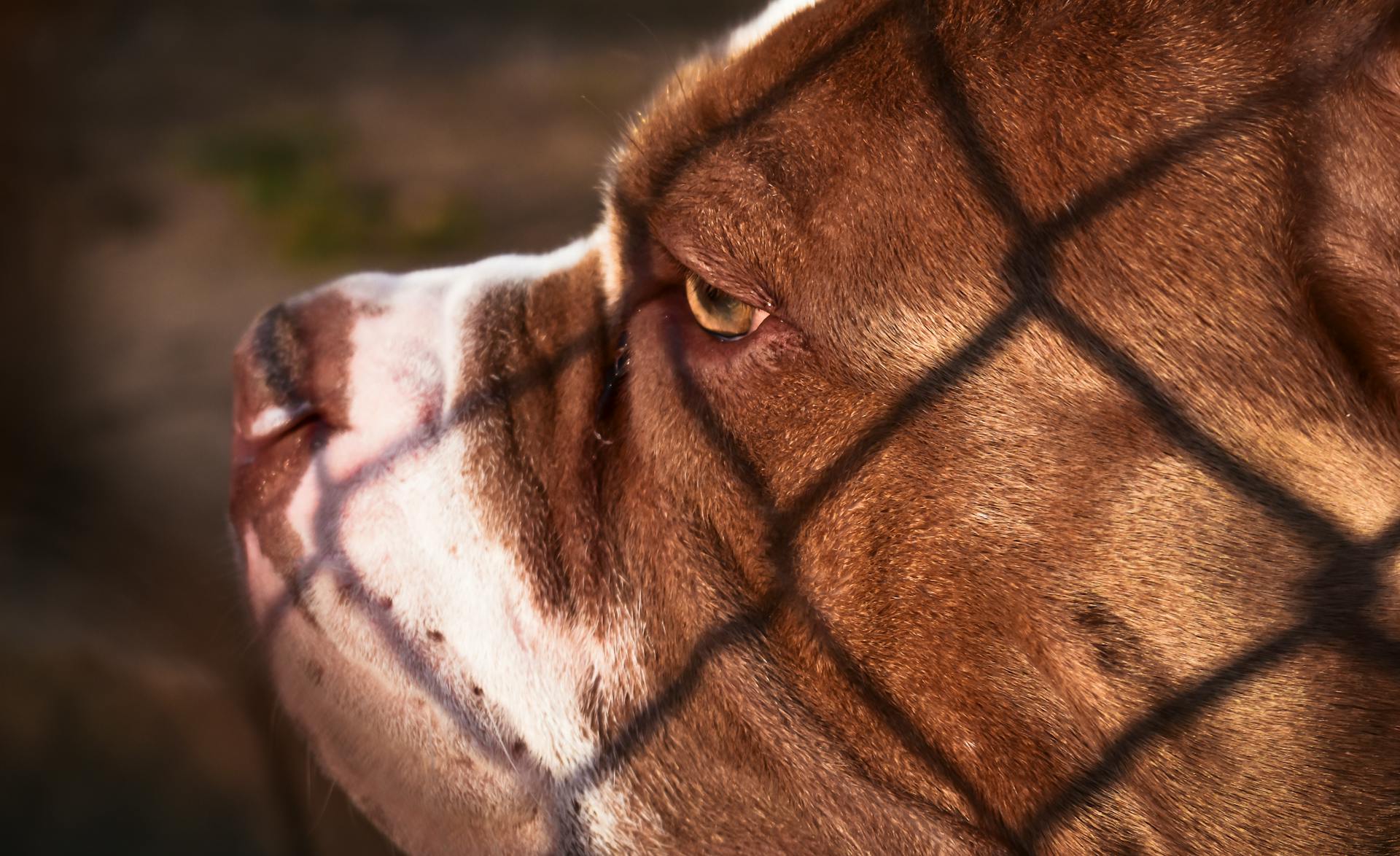 Side View of a Red-Tiger Bulldog