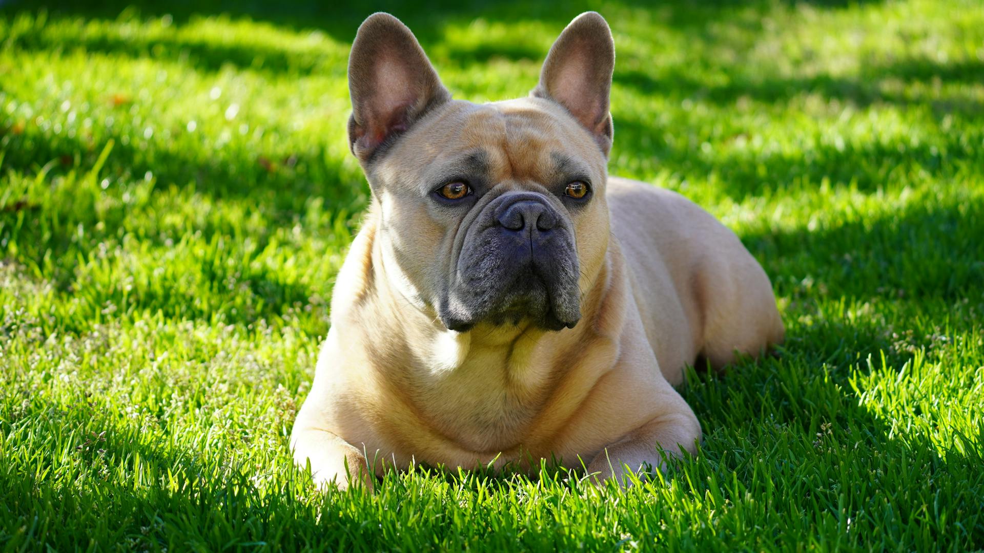 Cute French Bulldog on Green Grass Field