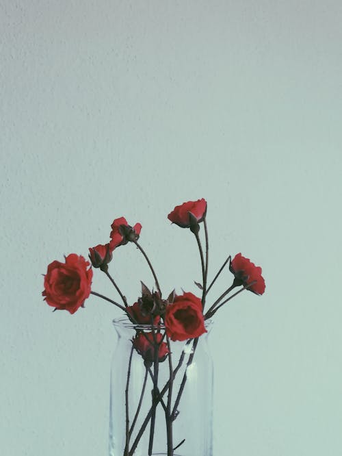 Red Roses in a Clear Glass Vase