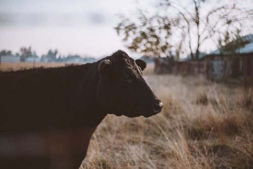 Black Cattle Beside Trees and Houses