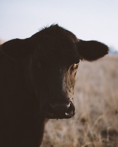 Close-up Photo of Black Cow