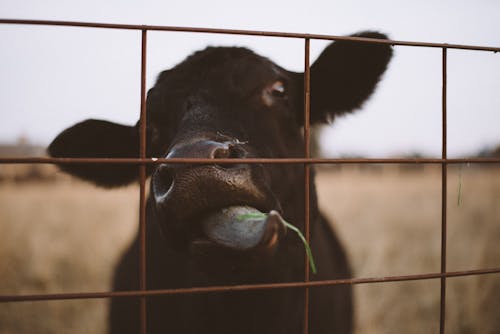鋼柵欄後面的黑小牛