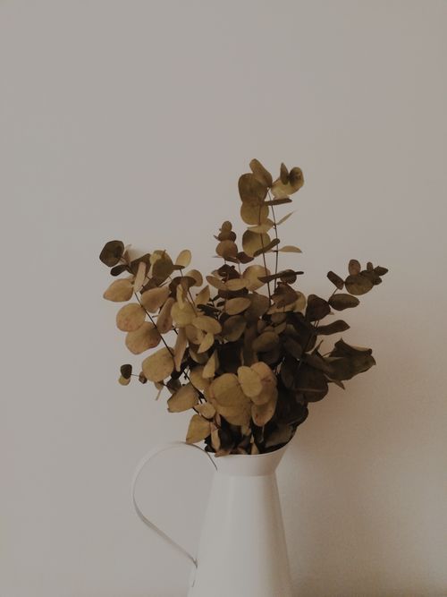Free Elegant dried eucalyptus leaves arranged in a white metal jug, against a neutral backdrop. Stock Photo