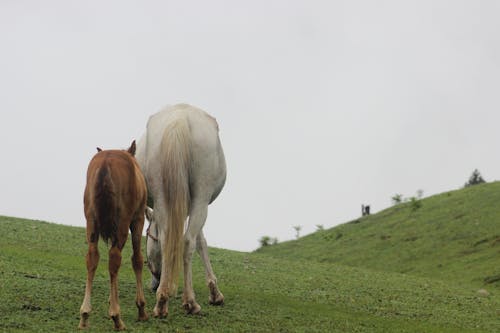 alan, atlar, Çiftlik içeren Ücretsiz stok fotoğraf