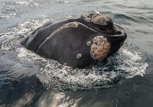 Free stock photo of whale