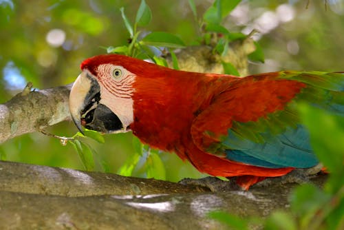 Free stock photo of macaw