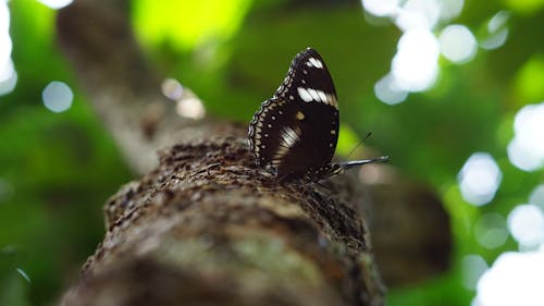 Free stock photo of animal, beautiful, black butterfly