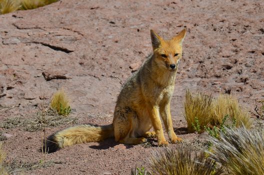 fox photo