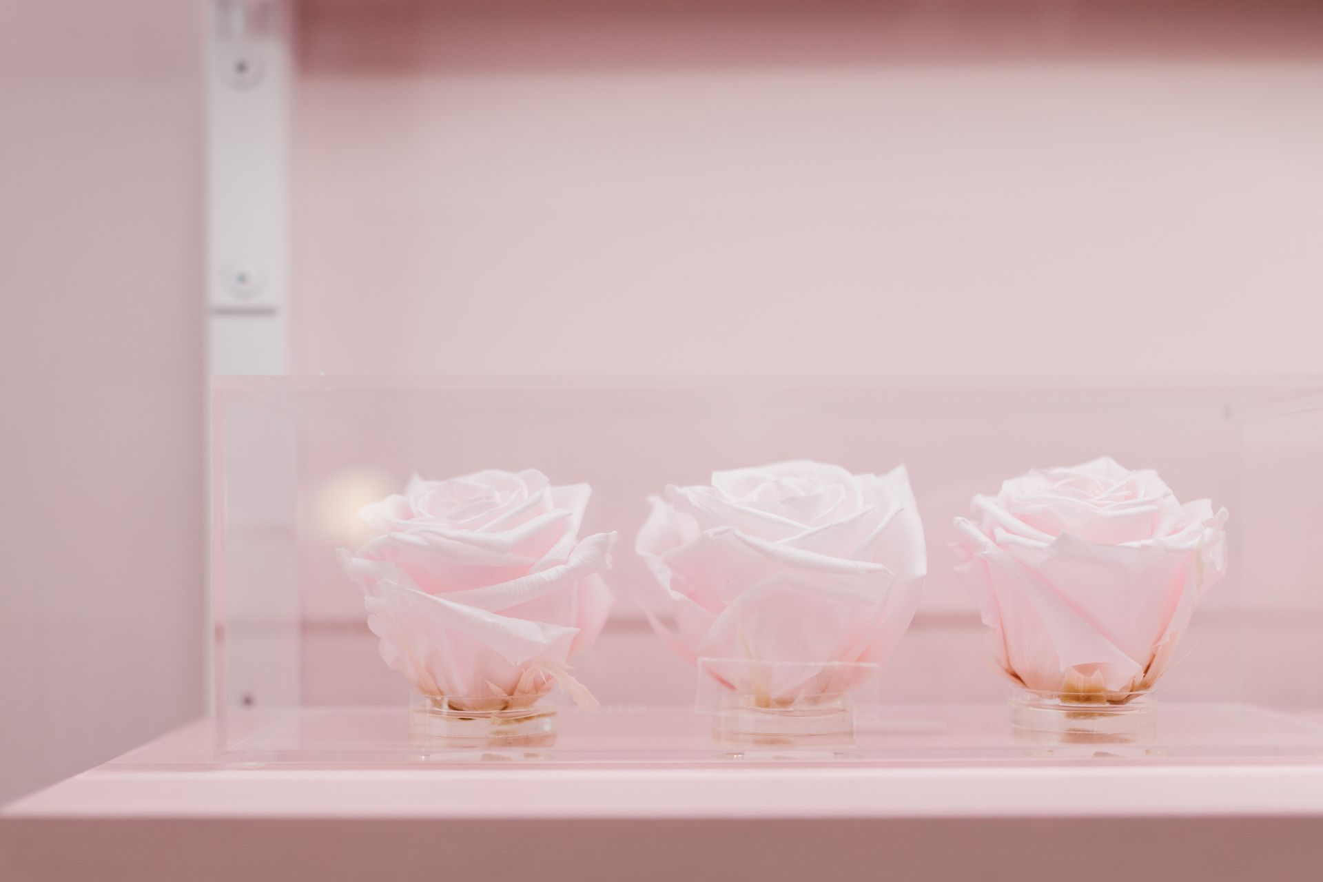 Delicate pink roses elegantly displayed in a glass case, perfect for decor.